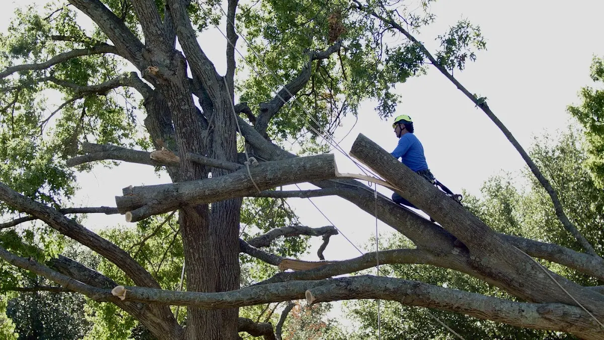 Professional Crown Thinning performed by certified arborists in Elkin